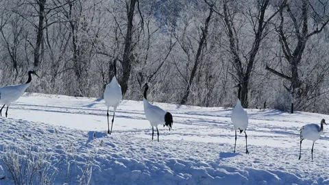 Red-Crowned Cranes Dancing in Snowy Hokkaido Landscape Stock-Footage 311235509