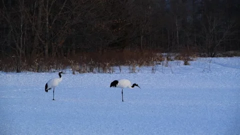Red-Crowned Cranes Dancing in Snowy Hokkaido Landscape Stock-Footage 311235564
