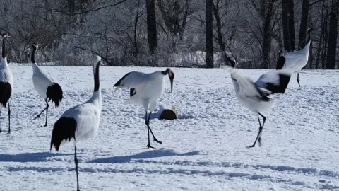 Red-Crowned Cranes Dancing in Snowy Hokkaido Landscape Stock-Footage 311235585