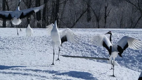 Red-Crowned Cranes Dancing in Snowy Hokkaido Landscape Stock-Footage 311235602
