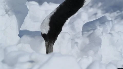 Red-Crowned Cranes Dancing in Snowy Hokkaido Landscape Stock-Footage 311235733