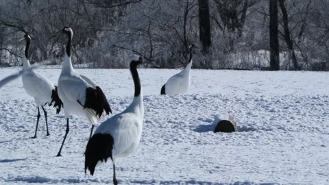 Red-Crowned Cranes Dancing in Snowy Hokkaido Landscape Stock-Footage 311235890