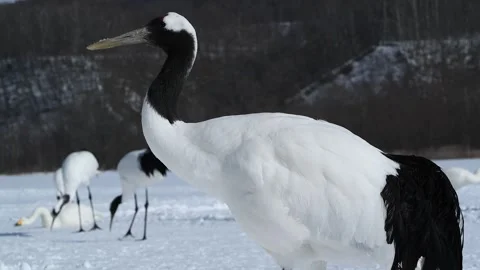 Red-Crowned Cranes Dancing in Snowy Hokkaido Landscape Stock-Footage 311236246