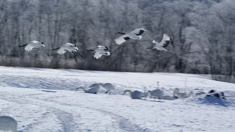 Red Crowned Cranes Flying and Walking in Snow Hokkaido Telephoto Shot Stock Footage 338265499