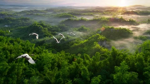 Red-crowned cranes flying over the bamboo forest, a landscape full of vitality Stock Footage 151571898