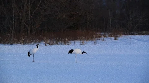 Red Crowned Cranes Foraging in Snow Covered Hokkaido Wilderness 4k Stock Footage 338265562