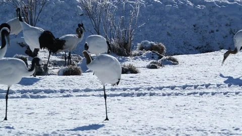 Red Crowned Cranes Standing Gracefully in Snowy Hokkaido Field 4k Video Stock Footage 338265475