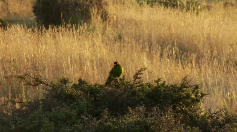 Red-Crowned Parakeet 스톡 동영상 331504