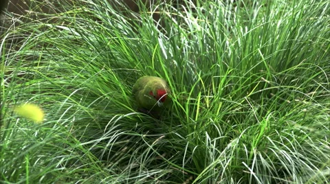 A red crowned parakeet foraging in long grass Stock Footage 65279828