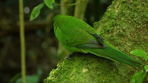 The red-crowned parakeet or red-fronted parakeet (Cyanoramphus Stock Footage 94211017
