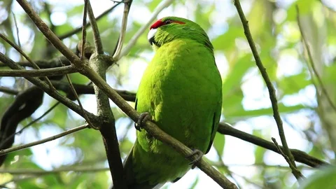 The red-crowned parakeet or red-fronted parakeet (Cyanoramphus Video stock 94211078