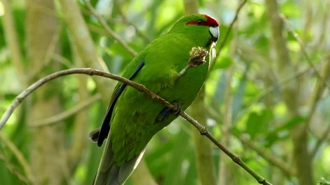 The red-crowned parakeet or red-fronted parakeet (Cyanoramphus Video stock 94211091