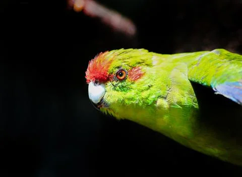Red Crowned Parakeet Stock Photos