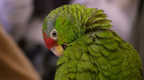 Red Crowned Parrot Grooming  Stock Footage 1099172
