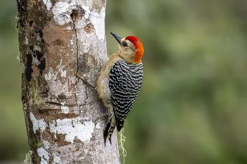 Red-crowned woodpecker Foto stock
