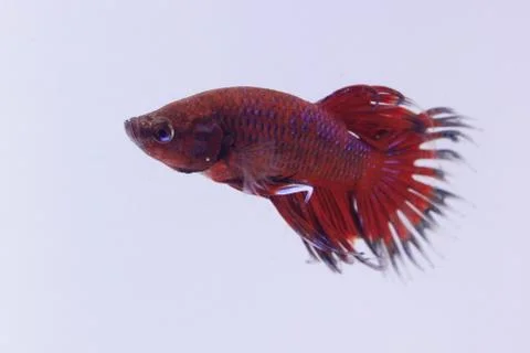 Red crowntail betta fish. The red betta fish on the body with other color com Stock Photos