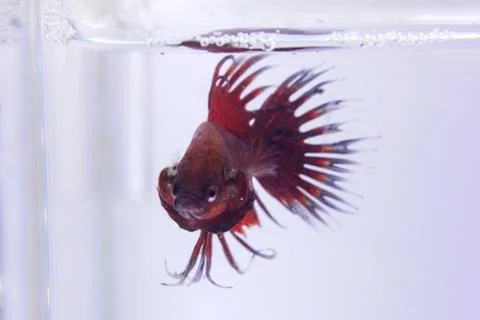 Red crowntail betta fish. The red betta fish on the body with other color com Foto stock