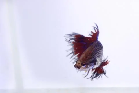 Red crowntail betta fish. The red betta fish on the body with other color com Foto stock