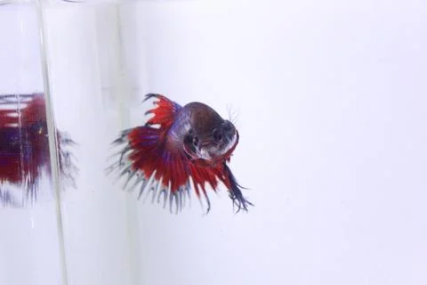 Red crowntail betta fish. The red betta fish on the body with other color com Fotos de archivo