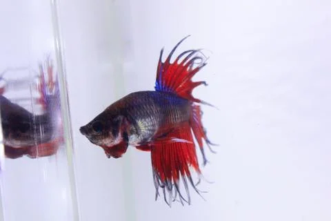 Red crowntail betta fish. The red betta fish on the body with other color com Stock Photos