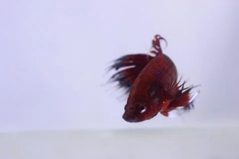 Red crowntail betta fish. The red betta fish on the body with other color com Stock Photos