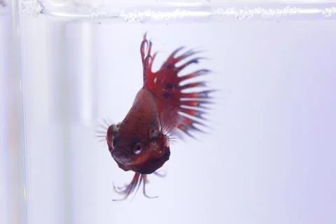 Red crowntail betta fish. The red betta fish on the body with other color com Stock Photos