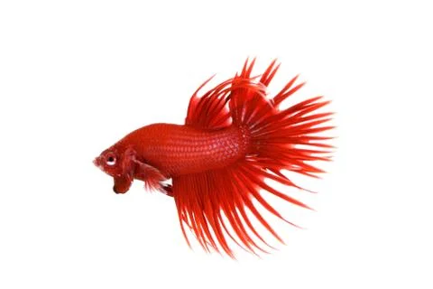Red Crowntail Betta Stock Photos