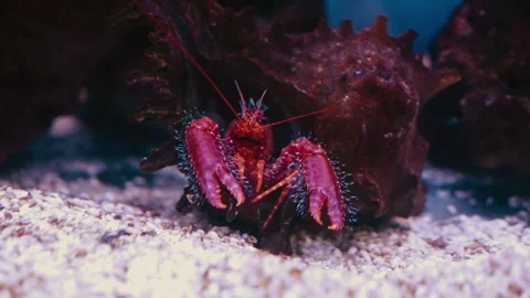 A red crustacean climbs out of a shell and looks at the camera Stock Footage 334388577
