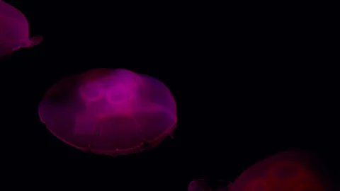 Red Crystal Jellyfish Vídeo Stock 101565892
