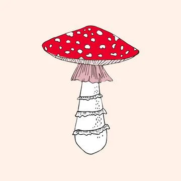 Red cup fly agaric hand drawn vector illustration. Stock Illustration