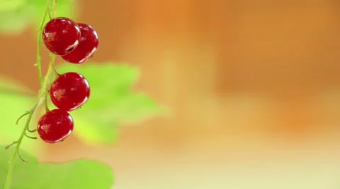 Red Curants, Small Bunch, left Stock Footage 24807632
