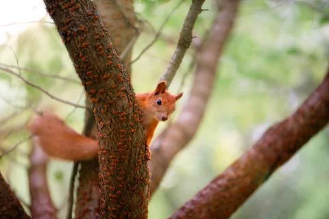 Red curious squirrel on a tree in the park. Squirrel in the wild. Stock Photos