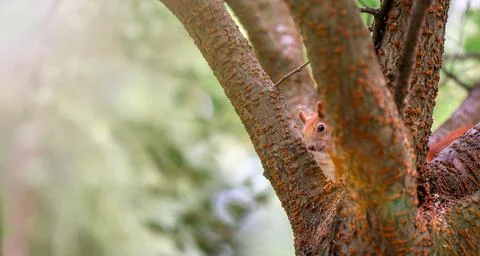 Red curious squirrel on a tree in the park. Squirrel in the wild. Stock Photos