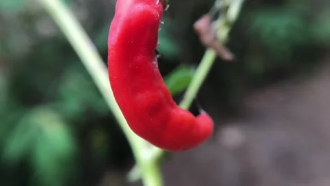 Red curly chilies. Stock Footage 252407674