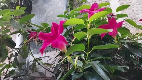 Red curly flowers on a stone wall close-up Stock Footage 202065084