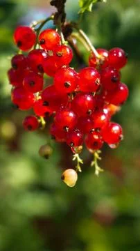 Red currant after rain close up Stock Photos