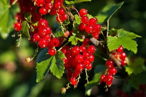 Red currant after rain Stock Photos