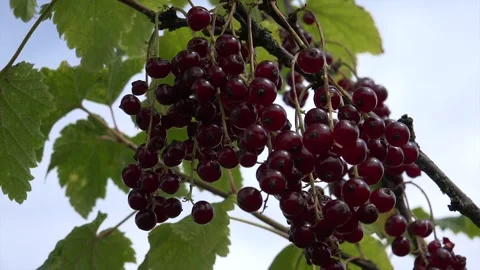 Red Currant against a clear sky and green leaves Stock Footage 239693610