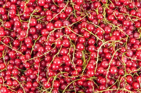 Red currant background Stock Photos