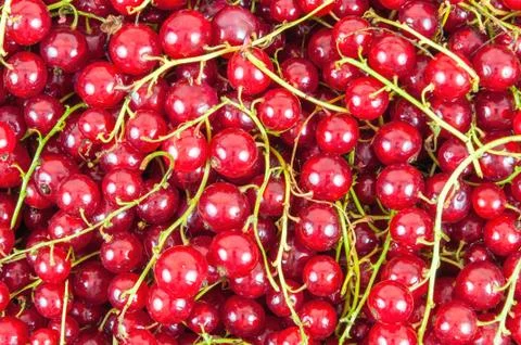 Red currant background Stock Photos