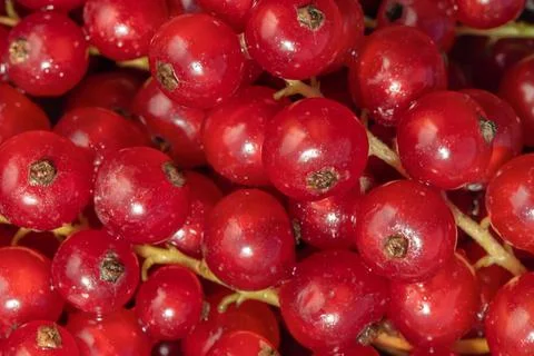Red currant background. Red currant berries close-up, top view, macro Stock Photos