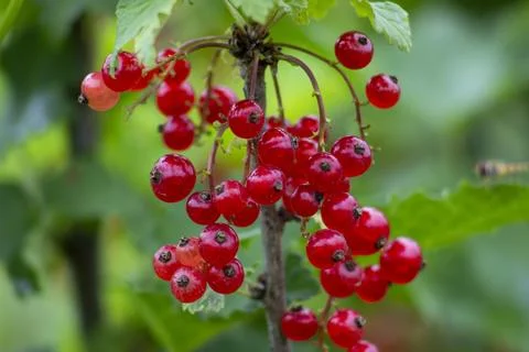 Red currant berries. Blurred background. Stock Photos