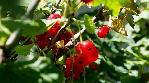 Red currant berries on the bush Stock Footage 111367267