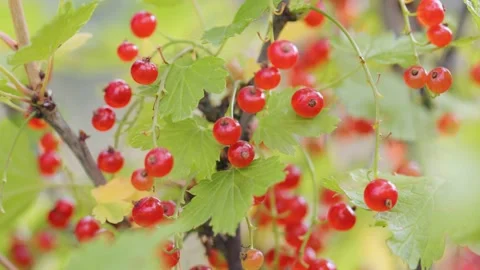 Red currant berries on bush 库存影片 141120324