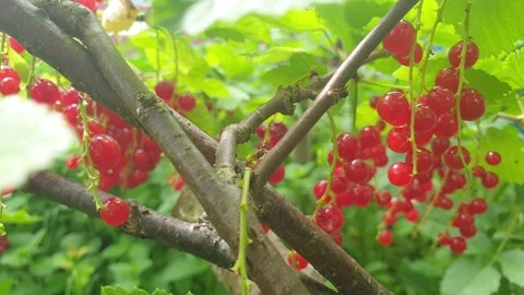 Red currant berries. Bush red currant. Video stock 112126985