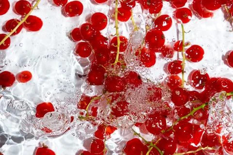 Red currant berries falling into water with dynamic splashes and bubbles. Stock Photos