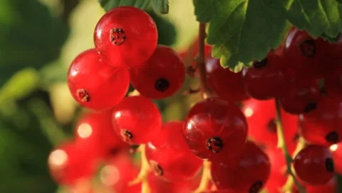 Red Currant Berries Stock Footage 7560533