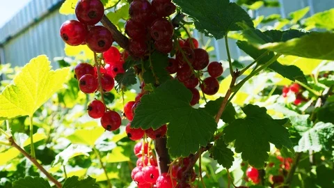 Red currant berries Stock Footage 111367237