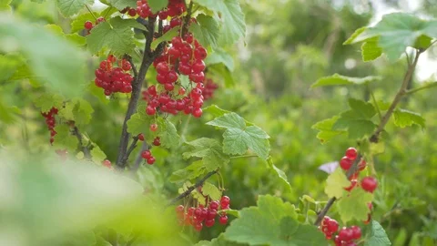 Red currant berries hang on a branch of a bush. Ripe red currant berries. Stock Footage 106924135