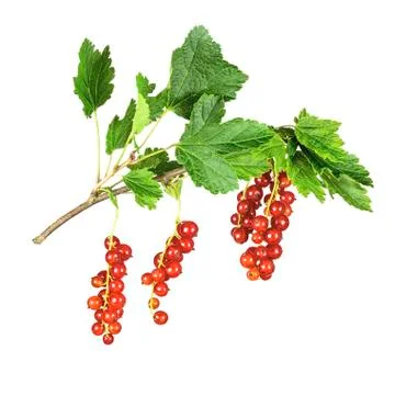 Red currant berries with leaf isolated on white background Stock Photos